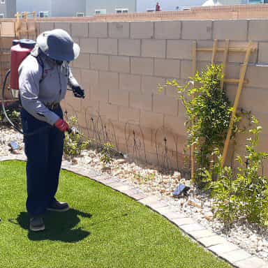 Residential pest control in Las Vegas - Bug insect spray of home backyard