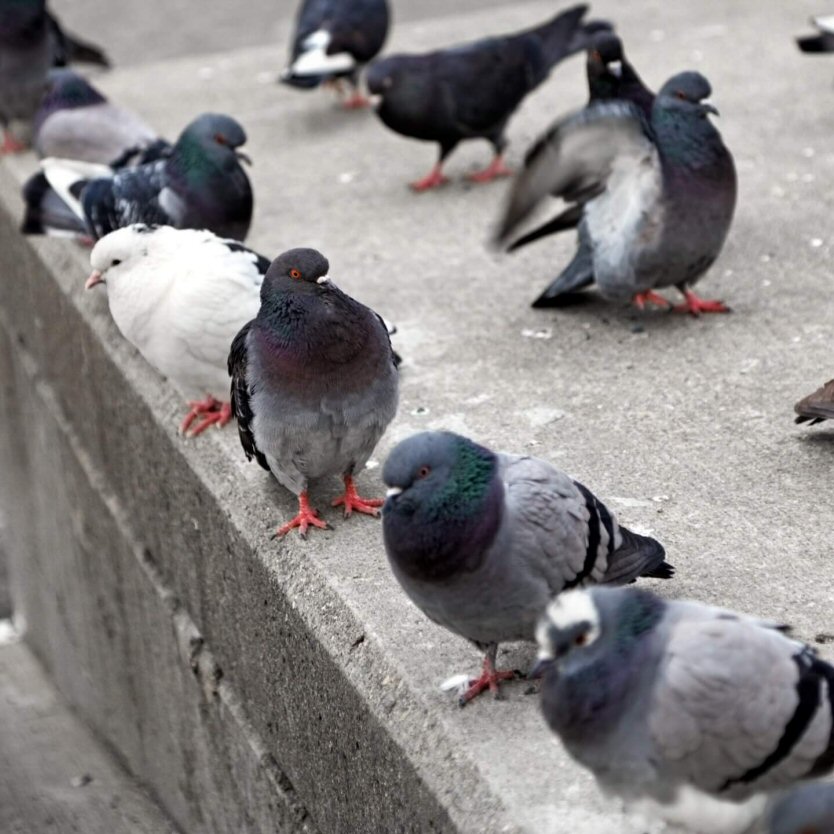 pigeon control las vegas exceed pest defense